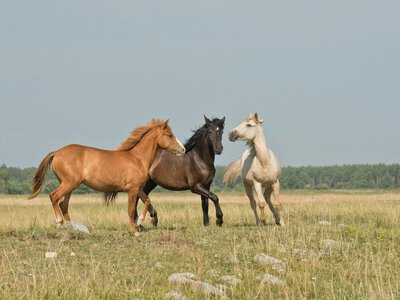 Кінні змагання та видовищні виступи: у Стрілецькому Куті відбудеться благодійний фестиваль
