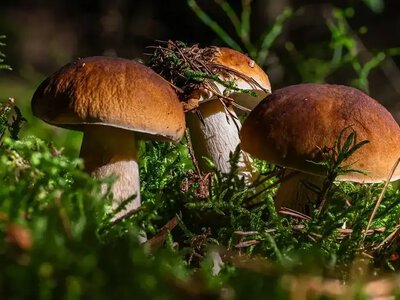 На Рівненщині 21 вересня очікують дощі та сильний вітер