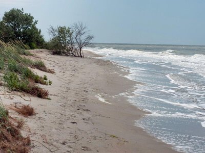 Азовське море стало рекордно солоним: які види риби почали з нього зникати