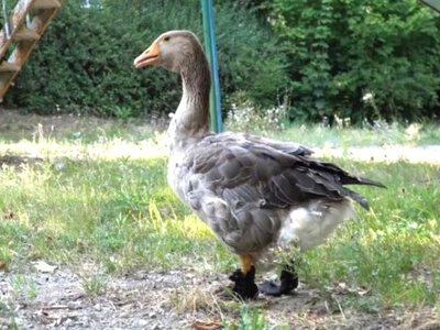 Гусак у капцях із бантиками: як Гоша з Дніпра став справжньою зіркою соцмереж