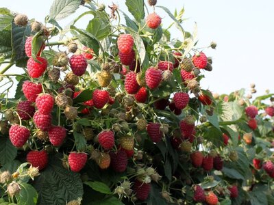 Кущ малини зі стиглими ягодами