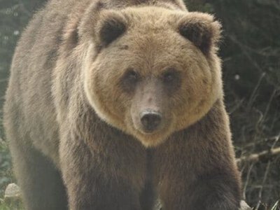 У Словаччині попередили про ведмедів біля населених пунктів: одна ведмедиця — з трьома малятами