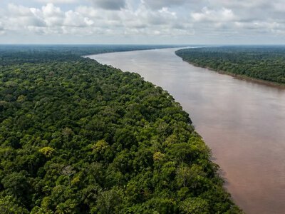 Вибори у Бразилії можуть поставити під загрозу захист Амазонії — Mongabay