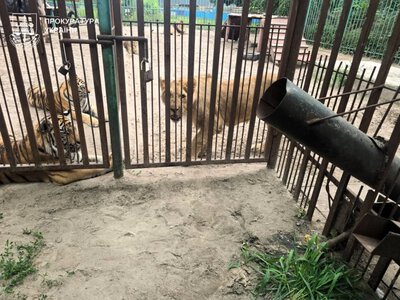 У Котельві лев травмував дитину: ветеринарному лікарю оголосили підозру