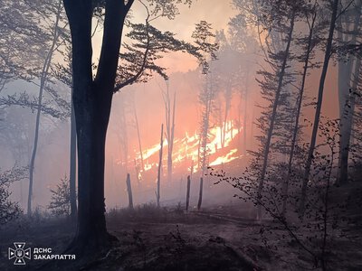 На Мукачівщині горить ліс: пожежу локалізували на площі 7 гектарів