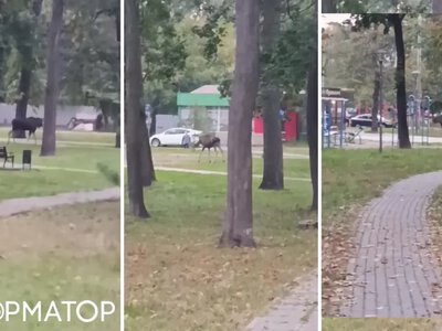 Лось-наречений гуляв Києвом: величезного звіра помітили у парку на Святошині