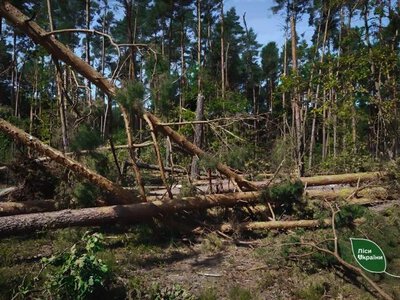 На Рівненщині більш ніж удвічі зріс попит на дрова