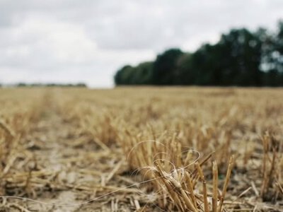 Правобережжя Херсонщини може бути засмічене 40 тоннами оптоволокна від російських FPV-дронів