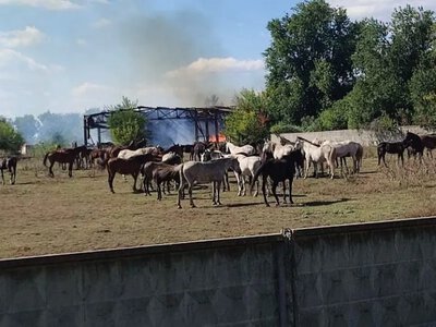Харківщина: атаки на кінний завод знищили корми