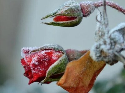 В Україну йде похолодання: коли будуть заморозки