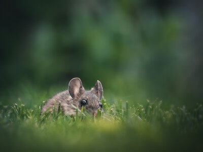 Вчені створили мишей із людською тканиною мозку