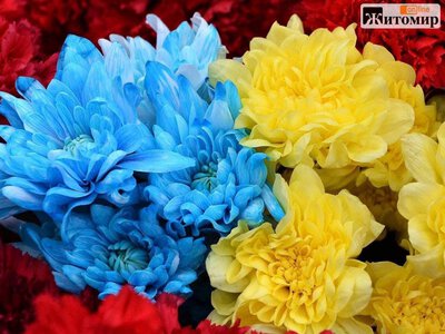 Житомирська громада провела в останній путь Захисника Віталія Годлевського