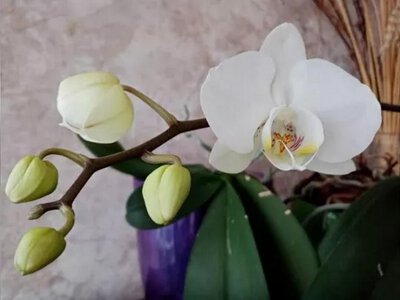 Як забезпечити орхідеям цвітіння восени та взимку: корисні поради для догляду за квітами
