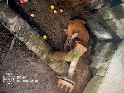 Упала в двометрову яму: на Стрийщині врятували козулю