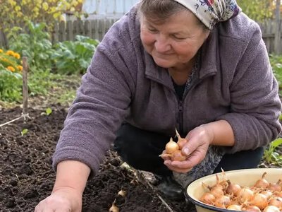 Зимова посадка цибулі: новий метод для кращого врожаю