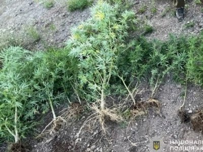 Вирощував нарковмісні рослини: у Кривому Розі викрили підозрюваного