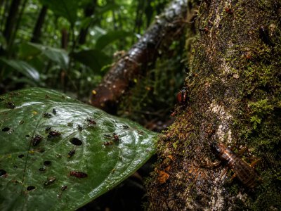 У Nature закликали створювати окремі охоронні території для комах