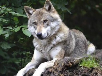 Вовки вже готуються до зими: що зафіксувала фотопастка на Чернігівщин