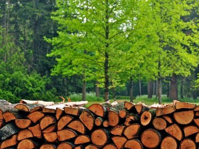 На Вінниччині торік реалізували лісової продукції на понад 1,7 млрд гривень
