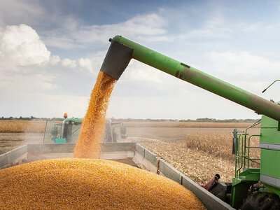 Україна скоротила експорт зернових, але наростила поставки кукурудзи