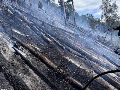Лісова пожежа на Мукачівщині охопила 7 гектарів: окремі ділянки досі тліють (ФОТО)