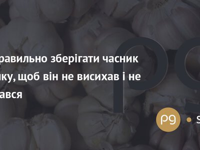 Як правильно зберігати часник узимку, щоб він не висихав і не псувався