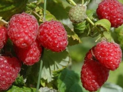 Ветеран з Рівненщини розширив ягідник до 2,7 га