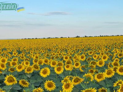 Від яких культур відмовляються аграрії Херсонщини та що вирощують натомість