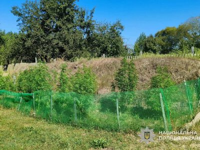Понад 18 кілограмів канабісу та 327 кущів конопель: поліція Сумщини підбила підсумки масштабної операції «Джентельмени» + Відео