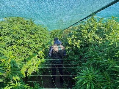 Конопляні посіви та кілограми канабісу: у Павлограді викрили наркосхему