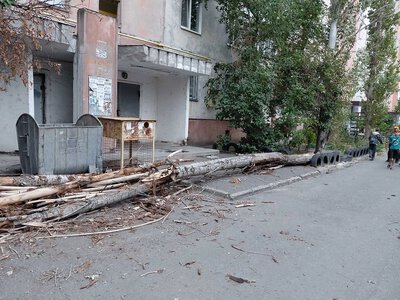 У Миколаєві впало сухе дерево біля багатоповерхівки: мешканці просили його спиляти ще у травні