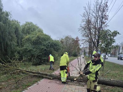 На дамбі Тернопільського ставу зріжуть аварійні каштани