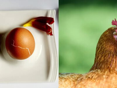 Що з'явилося раніше: курка чи яйце? Вчені дали остаточну відповідь 