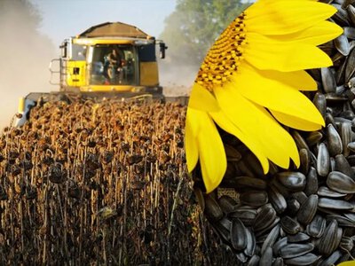 Чому падають закупівельні ціни на соняшник в Україні