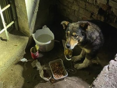 У Чернівцях рятувальники дістали собаку, який застряг у підвалі
