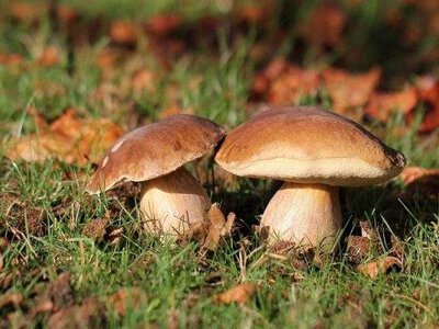 На Первомайщині госпіталізували жінку з важким отруєнням грибами
