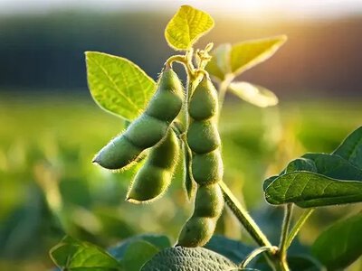 Чому соя втрачає привабливість для українських аграріїв