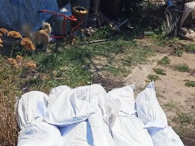 На Херсонщині вилучили майже 300 кущів конопель та 900 грамів канабісу
