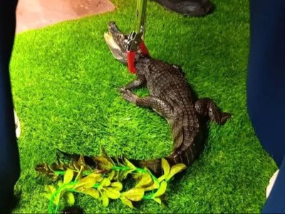 Басейн із крокодилом у вітальні: деталі гучного рейду поліції (фото) (Відео)