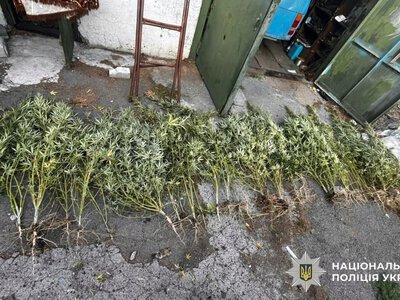На Херсонщині під час обшуків вилучили майже 300 кущів конопель