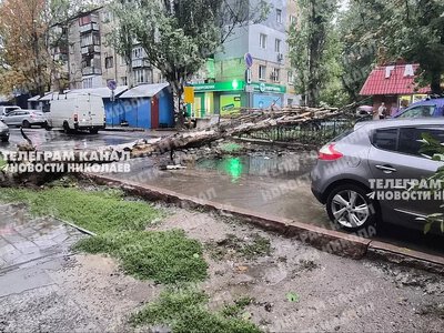 Повалене дерево заблокувало рух на одній із вулиць Миколаєва (фото)