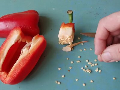 Зберігаємо насіння перцю: секрети врожаю