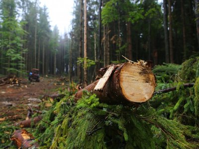 На Хустщині незаконна вирубка завдала довкіллю збитків на понад 2,3 млн грн