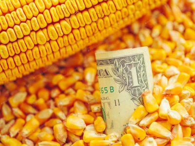 Ціни на кукурудзу в портах Дунаю зросли до $167–175/т