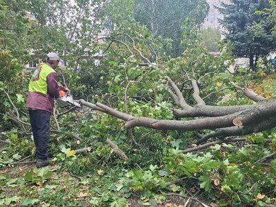 Більше 150 дерев повалив вітер у Харкові