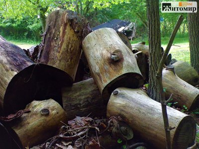 25 вересня на Житомирщині проведуть додаткову сесію торгів деревиною