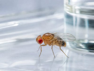 Білок Lsp2 пов’язали з подовженням життя мушок за обмеженого раціону