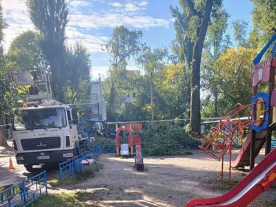 У Кременчуці з початку року видалили майже 2600 дерев, а висадили лише 56