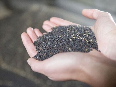 Експорт олійних культур у вересні: 75% від плану