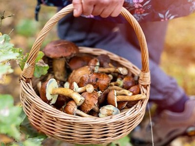 Гриби можуть бути небезпечними навіть без отруйних видів: що треба знати восени